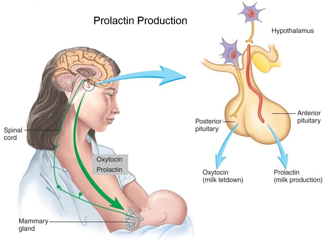 Cách Kích Thích Hormone Prolactin Làm Tăng Lượng Sữa Mẹ