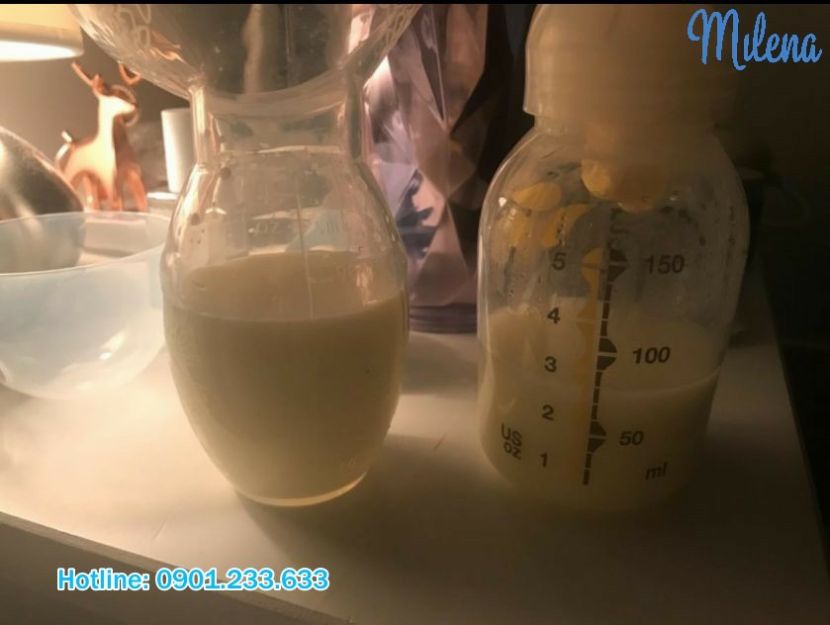Bò sữa sữa NatureBond - Milena -Cecilia